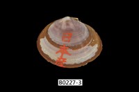 藏品(橄欖紫雲蛤)的圖片